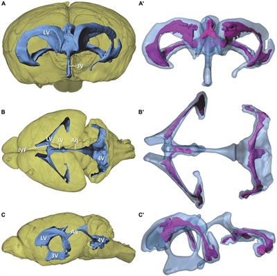 Morphology of the murine choroid plexus: Attachment regions and spatial relation to the subarachnoid space